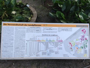 Infotafel über die Verwandtschaft der Pflanzen im Botanischen Garten